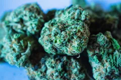 CBD Blüten Cannabis
