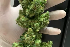 Medizinisches Cannabis Ernte