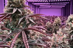 Medizinisches Cannabis Indoor