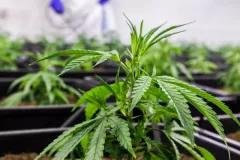 Medizinisches Cannabis Steckling