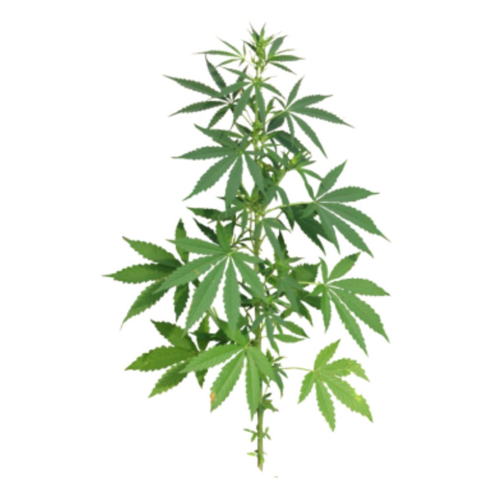Cannabinoide der Hanf Pflanze